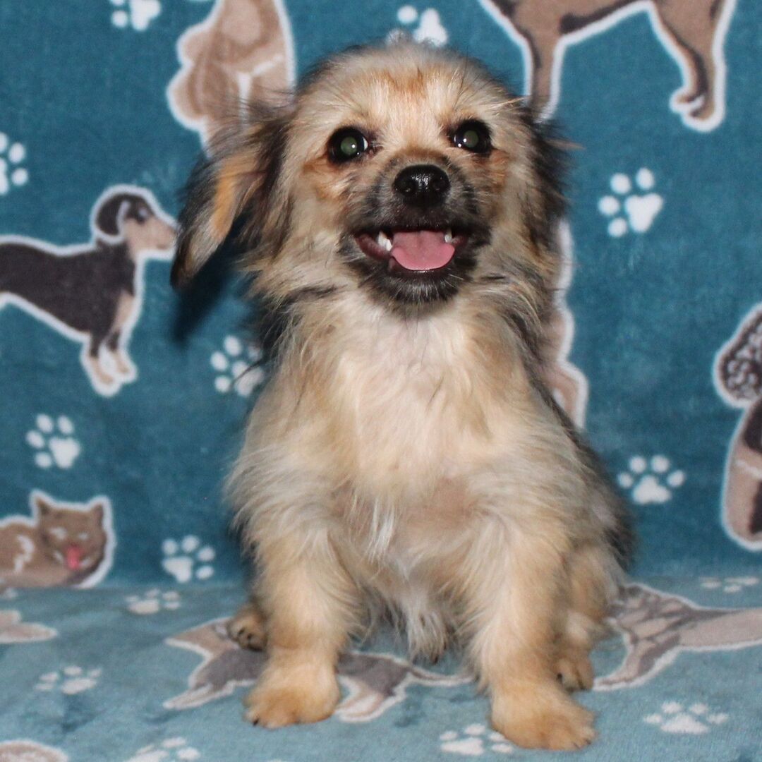 renrasig chihuahua 19 veckor gammal