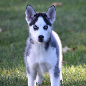 Köp Siberian Husky online i Sverige-14 veckor gammal