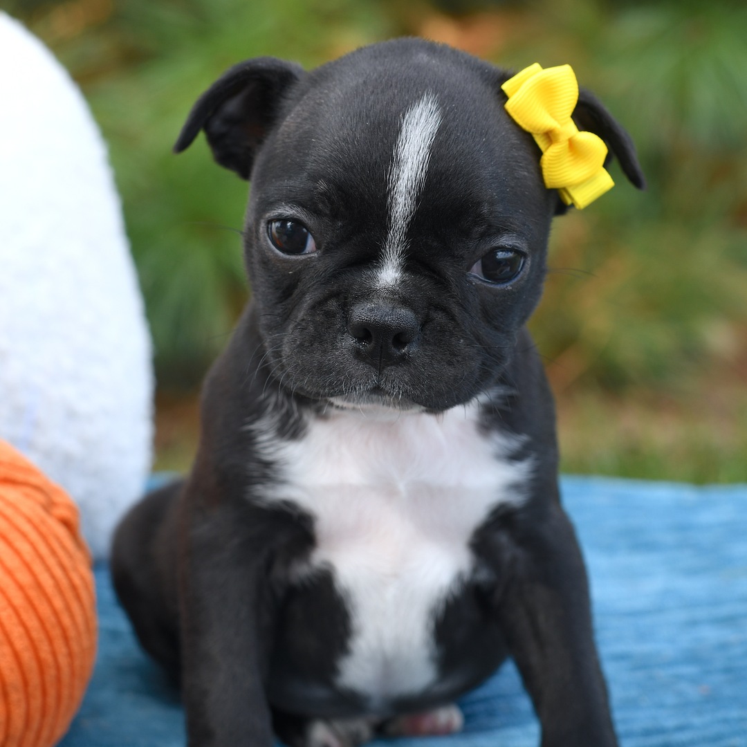 renrasig boston terrier 9 veckor gammal