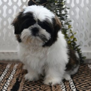 SKK-registrerad Shih Tzu -15 veckor gammal