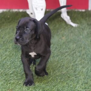 renrasig Grand Danois Grand Danois-8 veckor gammal