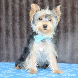 Yorkshire terrier – 27 veckor gammal