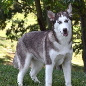 siberian husky till salu-14 veckor gammal