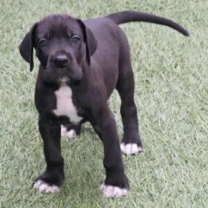 Köp Grand Danois online i Sverige-8 veckor gammal