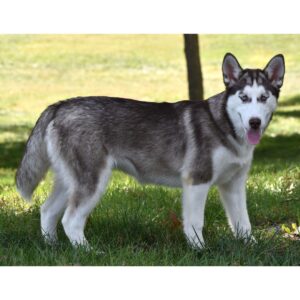 siberian husky till salu-14 veckor gammal