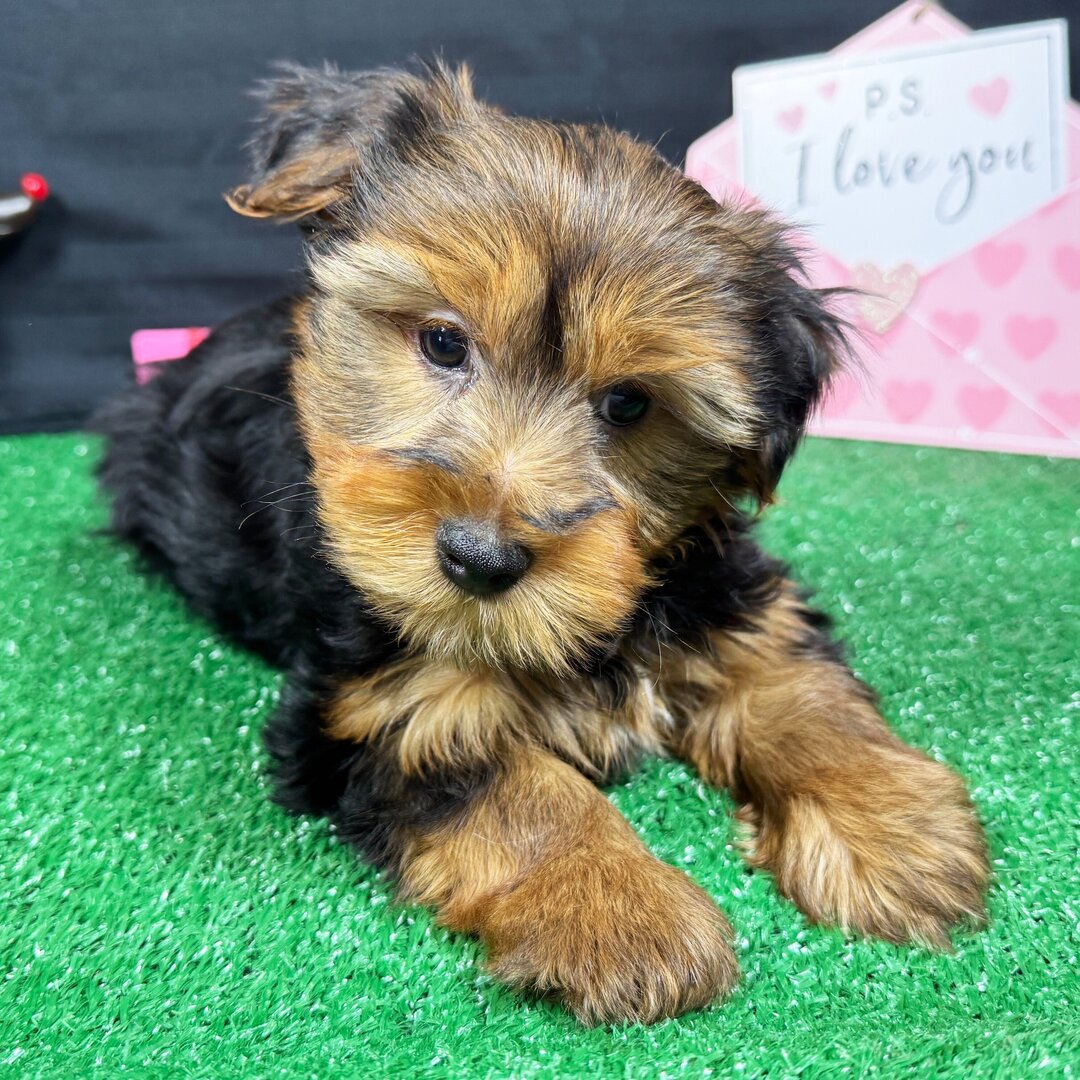 yorkshire terrier till salu 12 veckor gammal