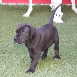 renrasig Grand Danois Grand Danois-8 veckor gammal