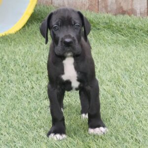 Köp Grand Danois online i Sverige-8 veckor gammal