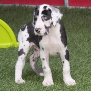 Köp Grand Danois online-8 veckor gammal