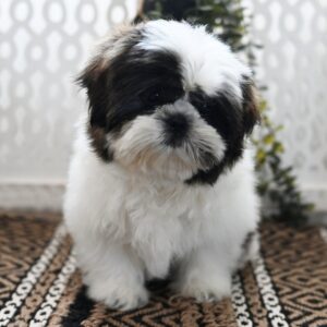 SKK-registrerad Shih Tzu -15 veckor gammal