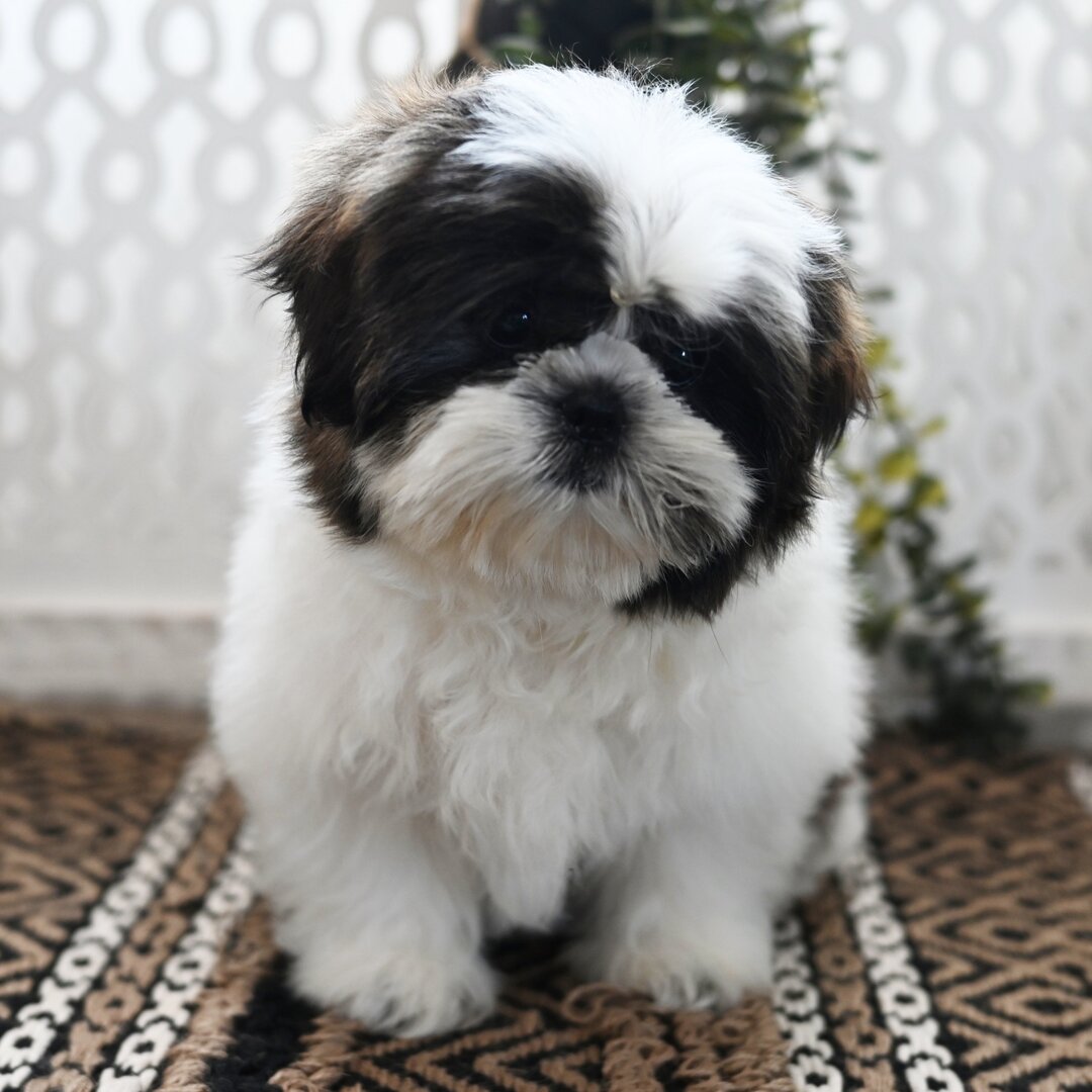 SKK-registrerad Shih Tzu -15 veckor gammal