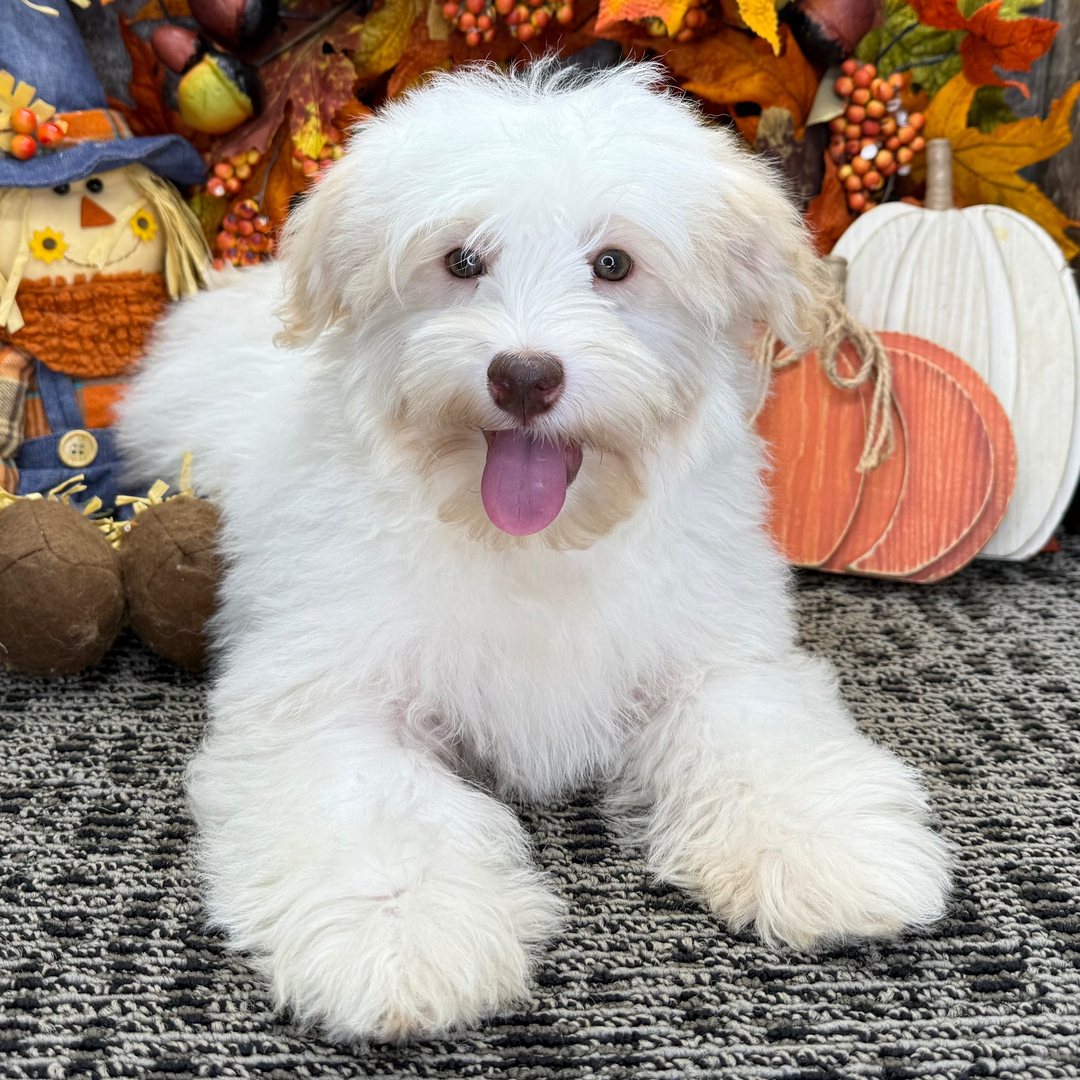 renrasig havanes valp till salu 20 veckor gammal