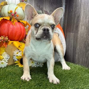 långhårig fransk bulldogg-29 veckor