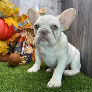 SKK-registrerad fransk bulldogg-17 veckor gammal