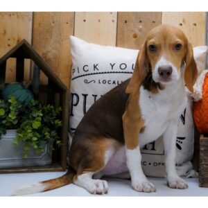 Köp Beagle valp online i Sverige -Hane 21 veckor