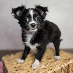 SKK-registrerad Chihuahua-8 veckor gammal