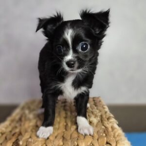 SKK-registrerad Chihuahua-8 veckor gammal