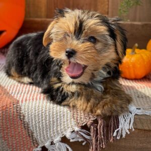Renrasig Yorkshireterrier till salu