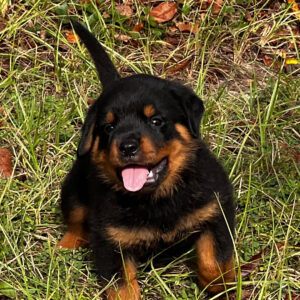 Köp Rottweiler i Sverige -8 veckor gammal