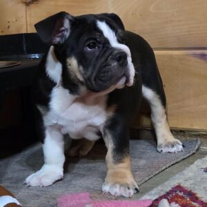 SKK-registrerad engelsk bulldogvalp till salu