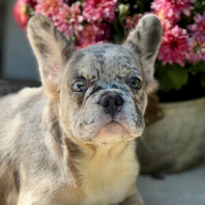 Köp fransk bulldogg online i Sverige -17 veckor