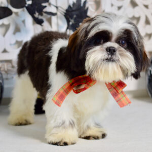 Shih Tzu hane tigrerad och vit-29 veckor gammal