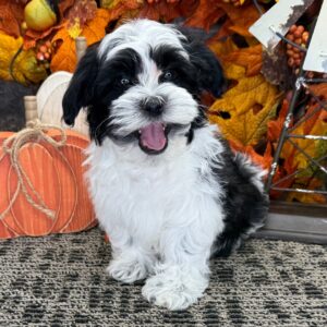 SKK-registrerad Havanes-10 veckor gammal