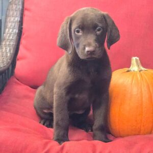 Labrador retriever till salu online