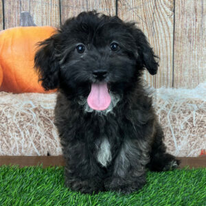 Havanese till salu online-13 veckor gammal