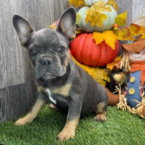 fransk bulldogg-17 veckor