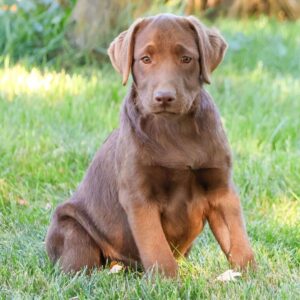 Köp Labrador Retriever online i Sverige -17 veckor gammal hona