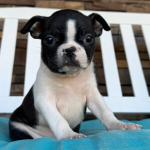 Boston terrier till salu-10 veckor gammal