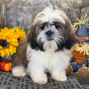 Shih Tzu valp till salu-23 veckor