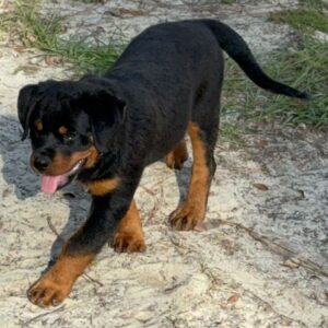 Rottweiler valp till salu – 13 veckor gammal