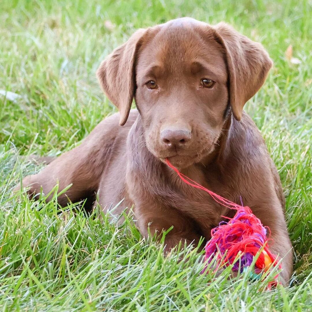 köp labrador retriever online i sverige
