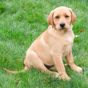 Köp Labrador Retriever i Sverige – hona 17 veckor gammal