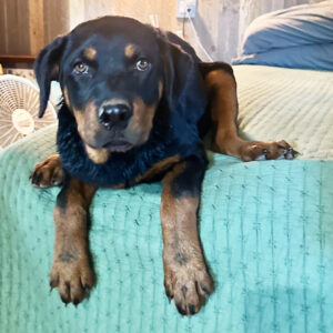 rottweiler valp – 23 veckor gammal