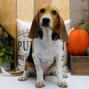 Köp Beagle online i Sverige -Hane 22 veckor