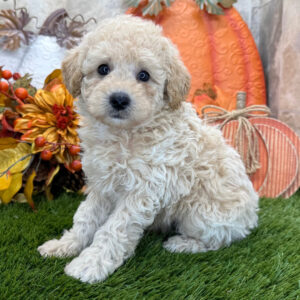 SKK-registrerad pudel till salu -7 veckor gammal