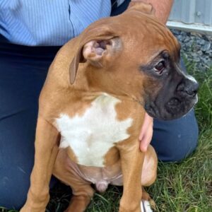 Tränad Boxer till salu -17 veckor gammal