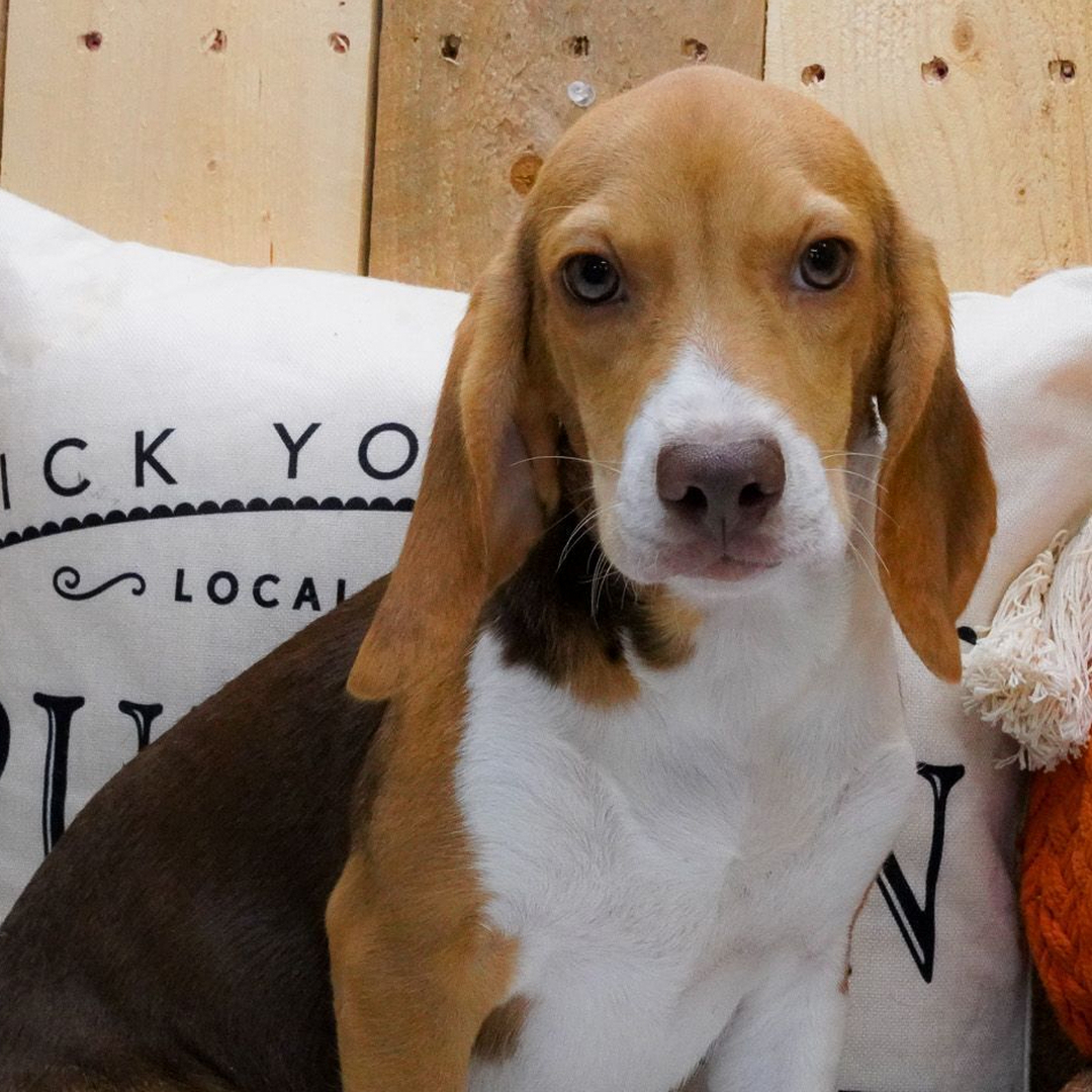 köp beagle valp online i sverige