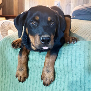 rottweiler valp – 23 veckor gammal