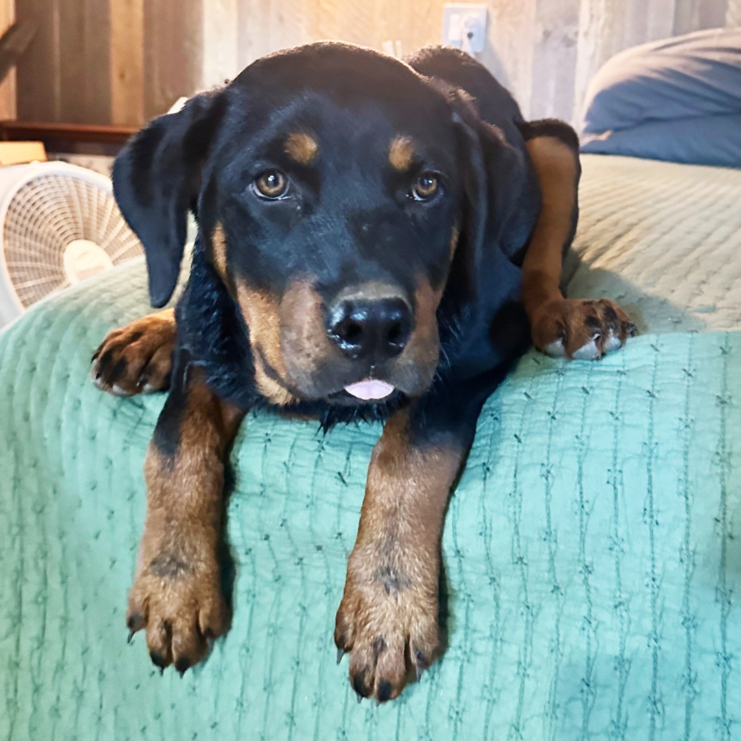 rottweiler valp 23 veckor gammal