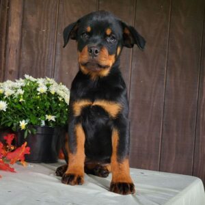rottweiler -16 veckor gammal