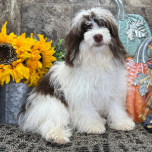 Köp Havanes i Sverige-27 veckor gammal