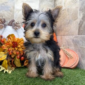 Köp Yorkshire terrier valp -14 veckor gammal