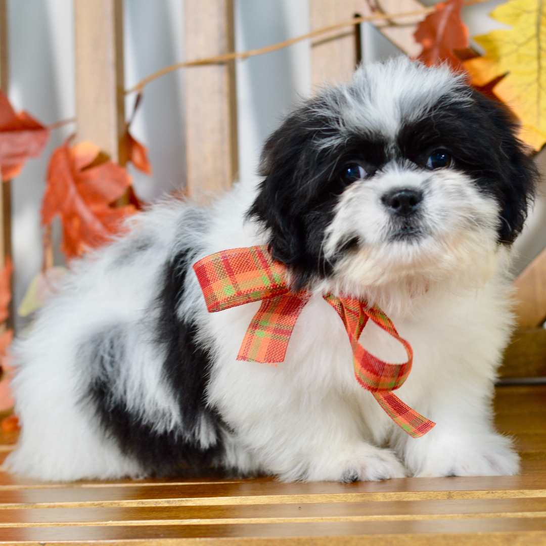 renrasig shih tzu till salu 10 veckor gammal