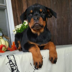 rottweiler -16 veckor gammal