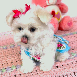 Renrasig Malteservalp i Stockholm -10 veckor gammal