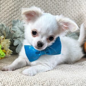 Köp Chihuahua i Sverige-14 veckor gammal